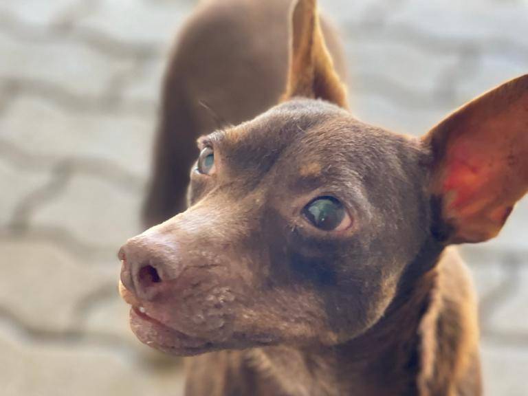 Foto dell'animale