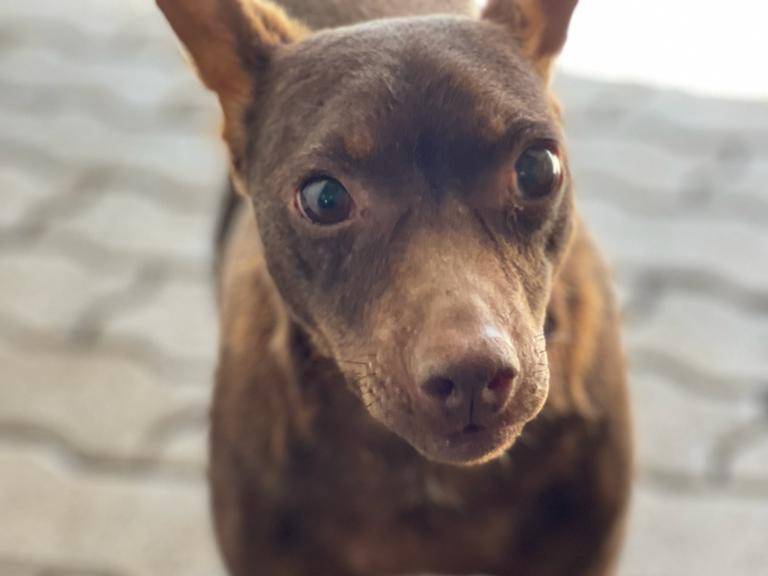 Adotta un cane, maschio, 5 anni  e 11 mesi , Reggio