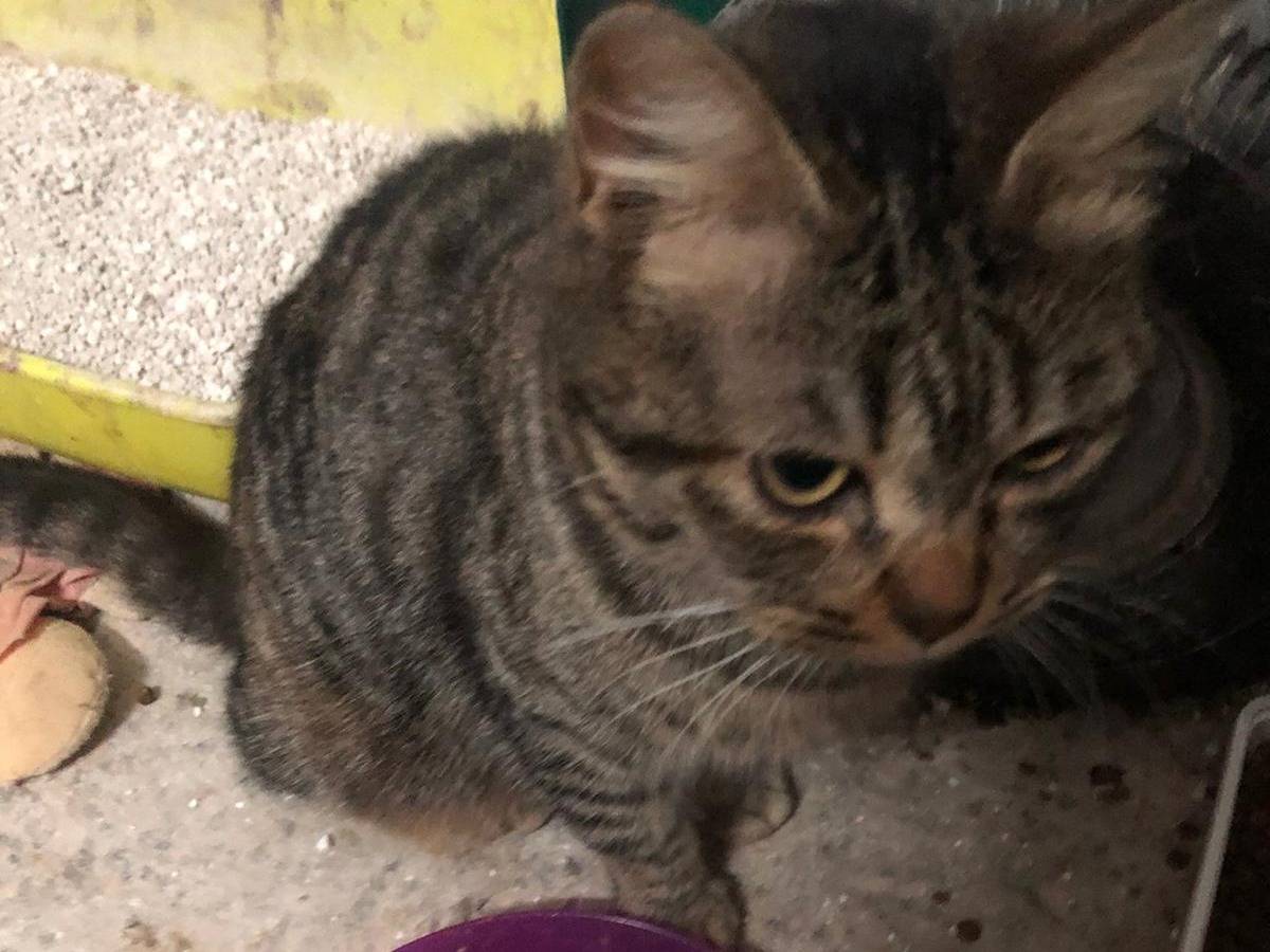 Adotta un gatto, femmina, 6 mesi, Taranto