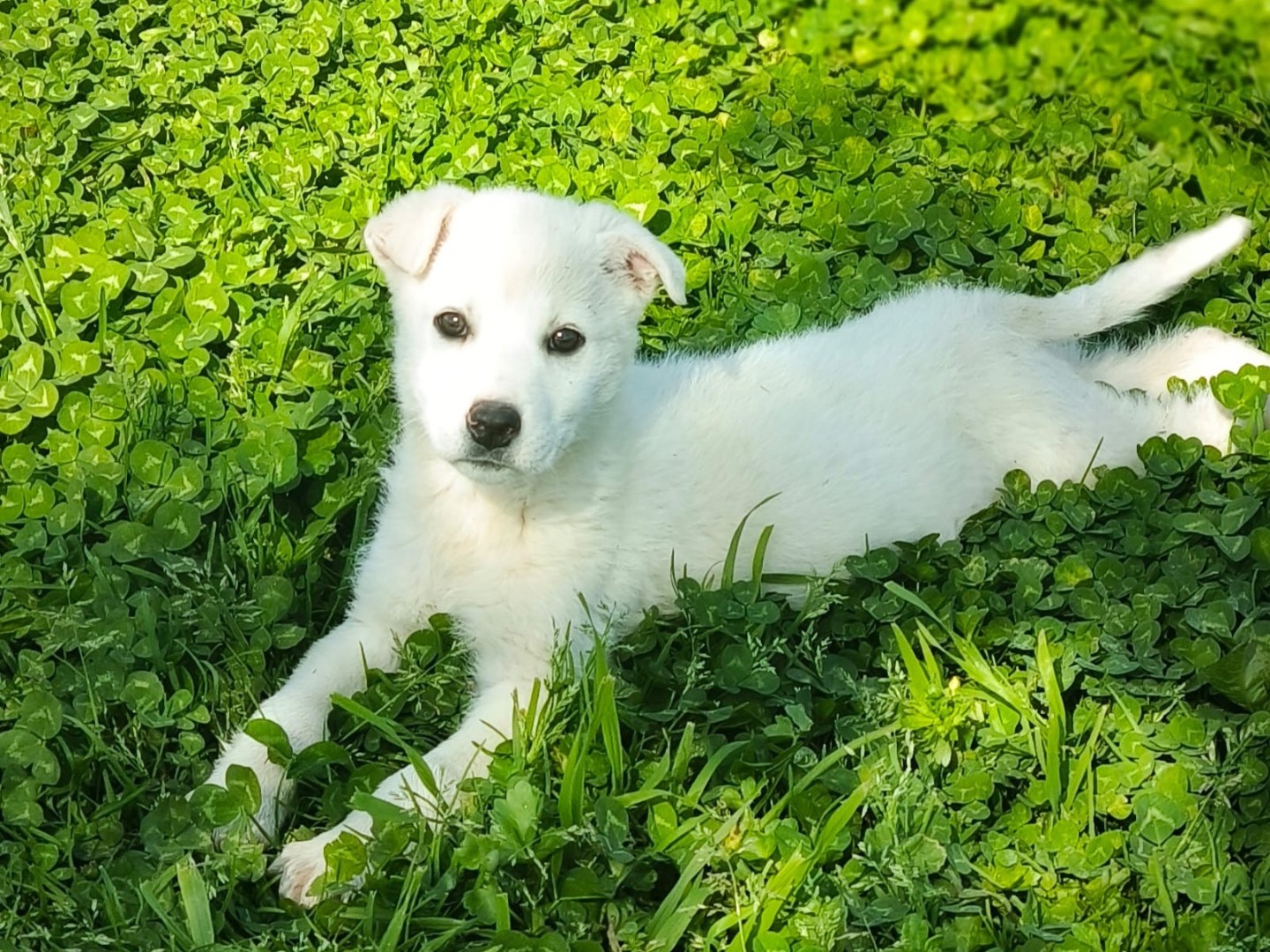 Adotta un cane, femmina, 2 mesi, Cosenza