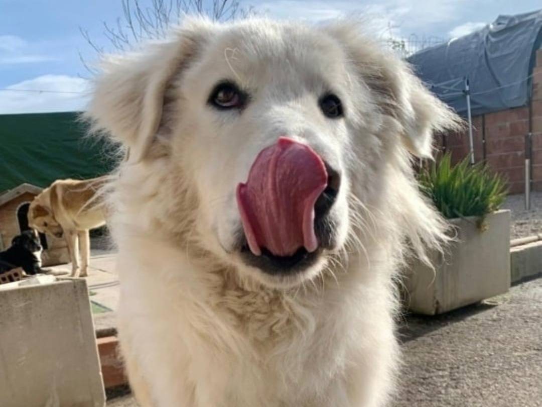Adotta un cane, maschio, 1 anno e 3 mesi , Teramo