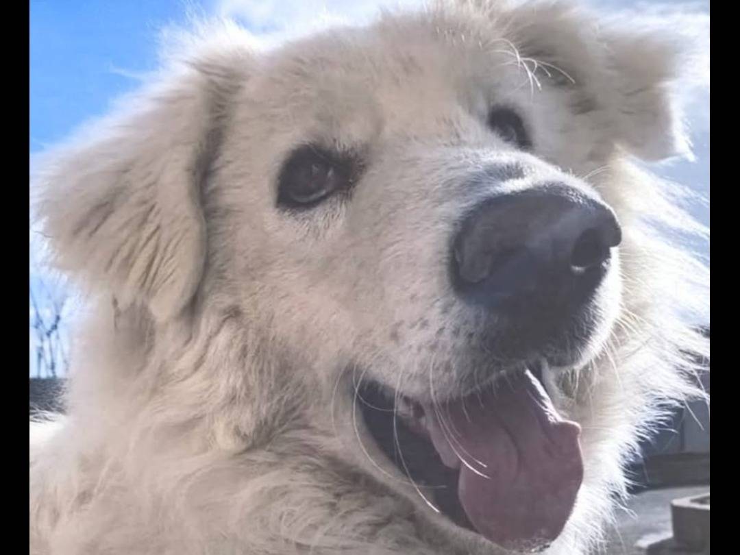 Vuoi adottare un cane a Teramo?