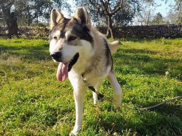 Adotta un cane, maschio, 9 anni  e 6 mesi , Bari