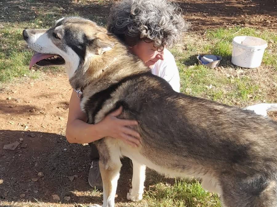 Adotta un cane, taglia gigante, maschio, Bari