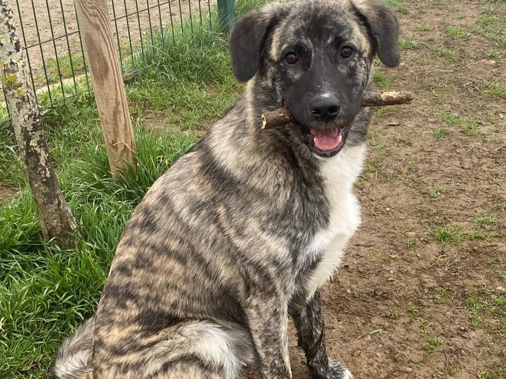Adotta un cane, maschio, 11 mesi, Varese