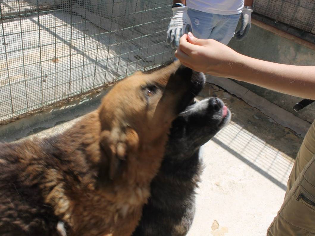 Vuoi adottare un cane a Agrigento?