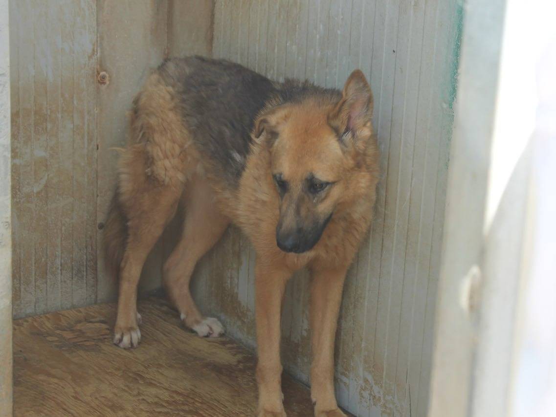 Adotta il cane Dea a Agrigento