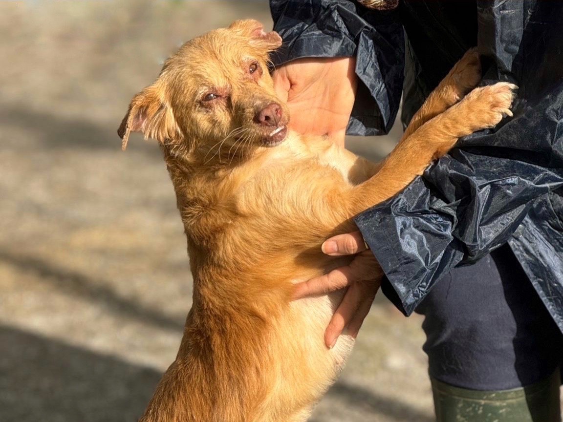 Foto dell'animale
