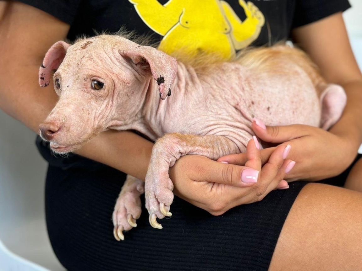 Adotta un cane, taglia piccola, femmina, Catanzaro