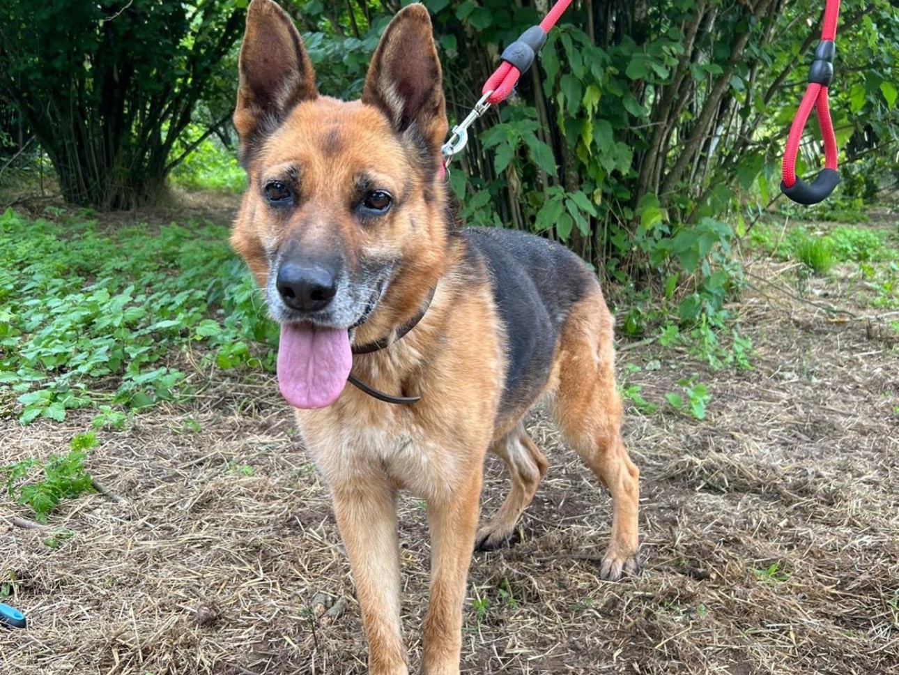 Vuoi adottare un cane a Viterbo?