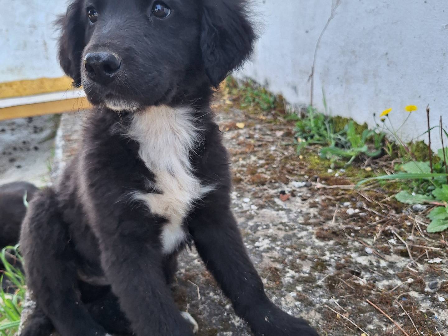 Adotta un cane, taglia grande, femmina, Napoli