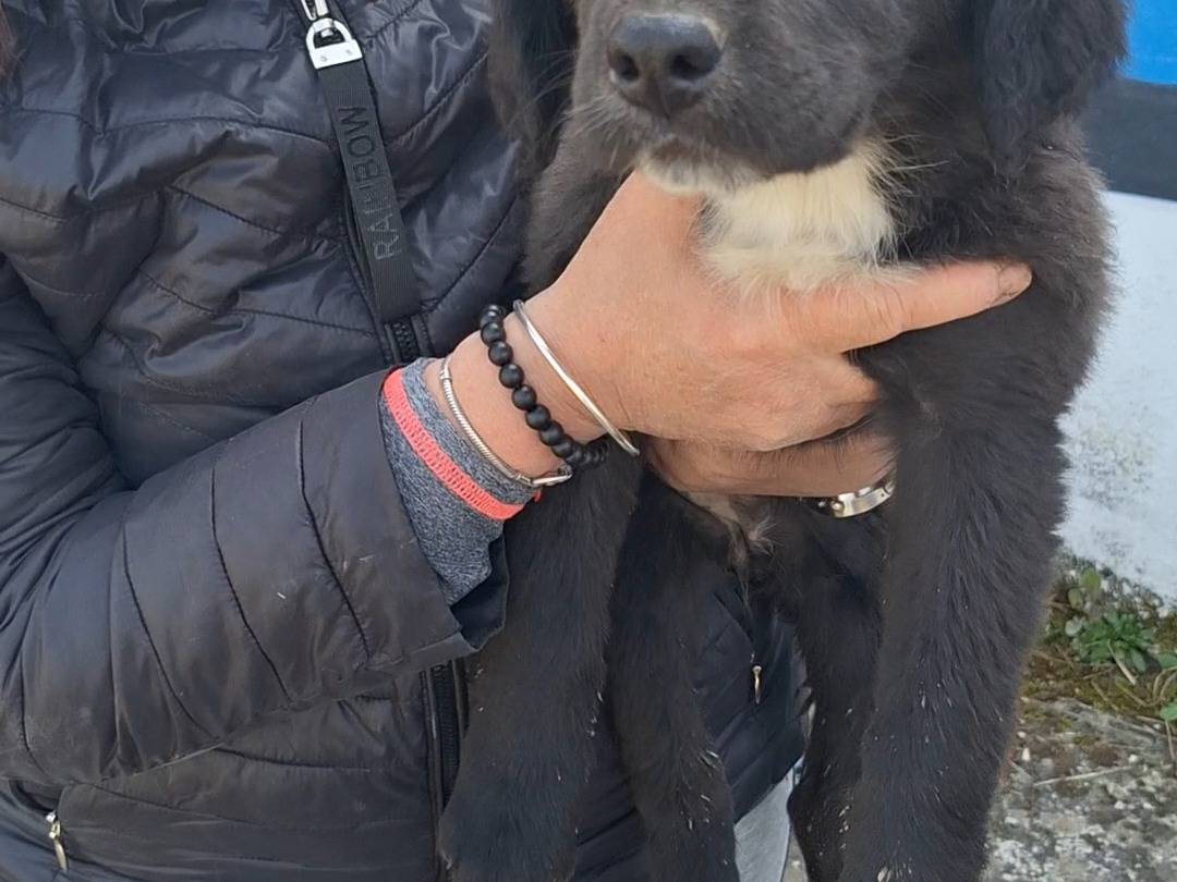 Adotta il cane PENELOPE  a Napoli