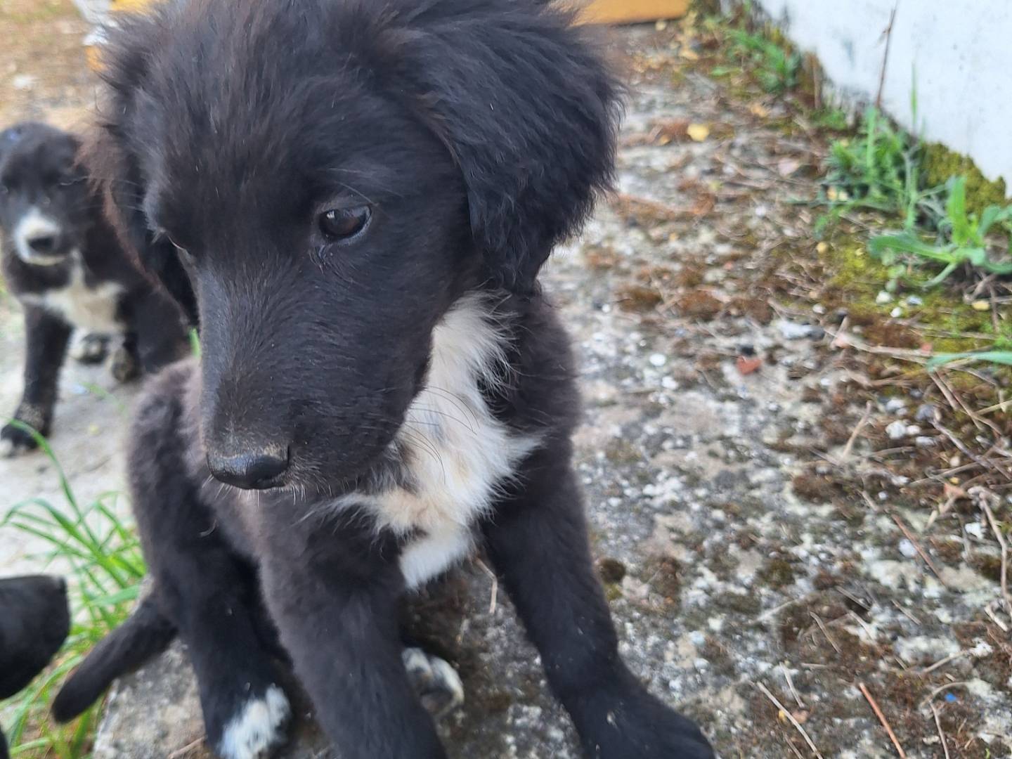 Vuoi adottare un cane a Napoli?