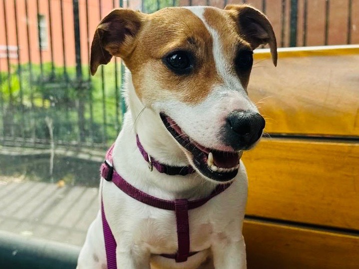 Adotta un cane, femmina, 4 anni  e 1 mese, Milano