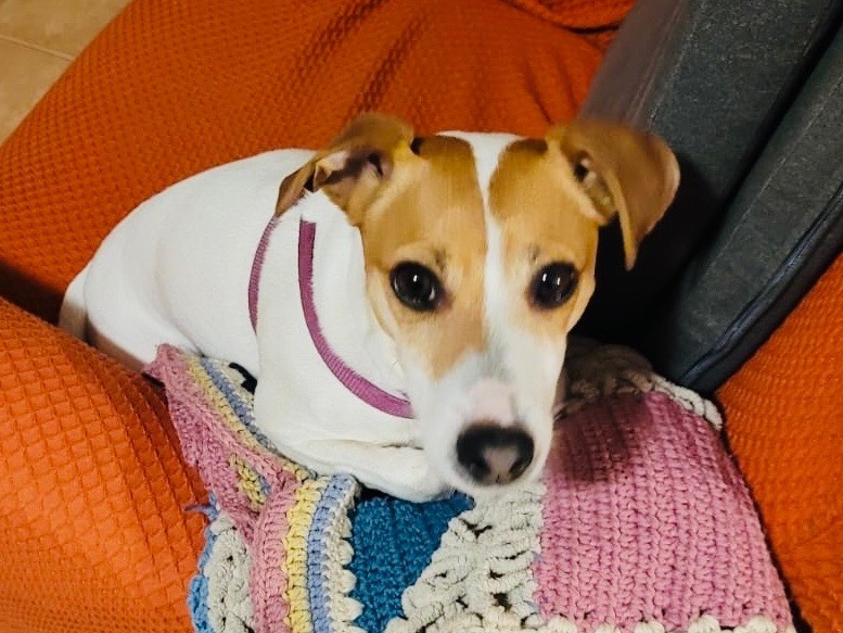 Adotta un cane, taglia piccola, femmina, Milano