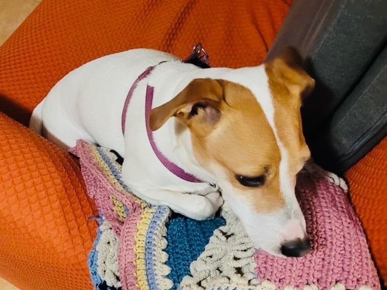 Vuoi adottare un cane a Milano?