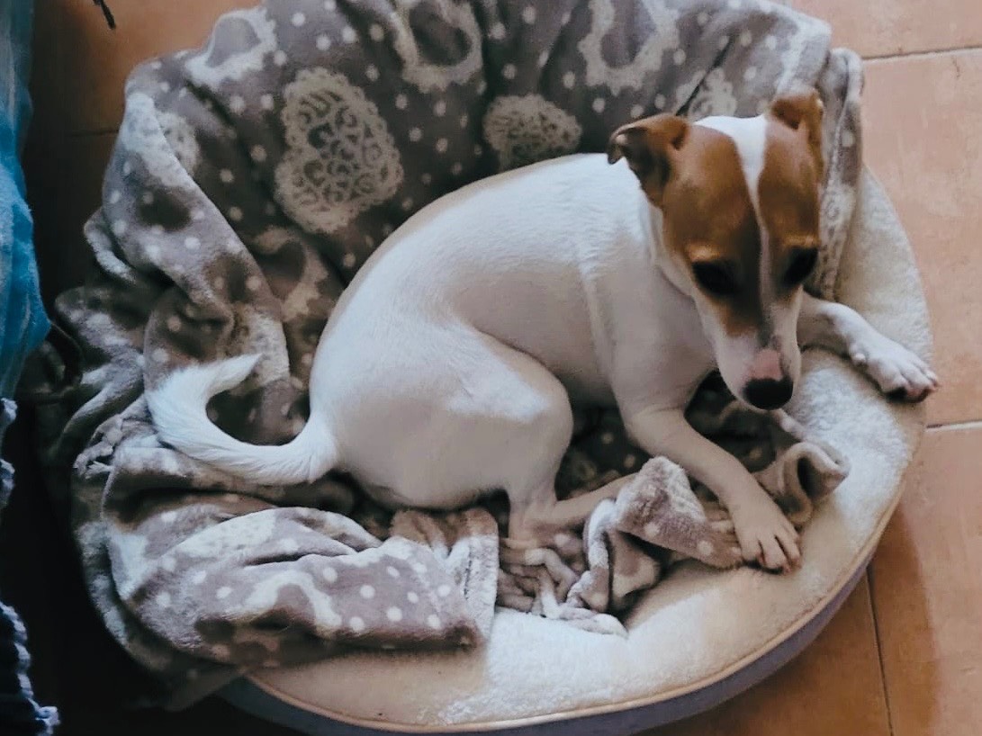 Adotta il cane Layla a Milano