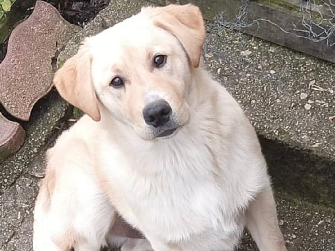 Adozione cane, maschio, Razza sconosciuta Razza sconosciuta, 11 mesi, taglia media, Frosinone