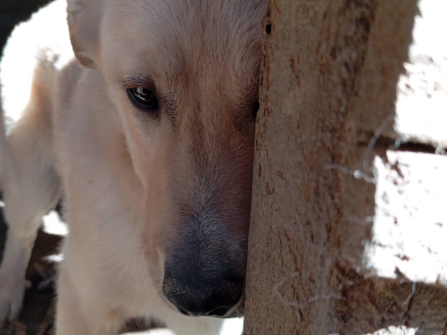 Adotta un cane, maschio, 11 mesi, Frosinone