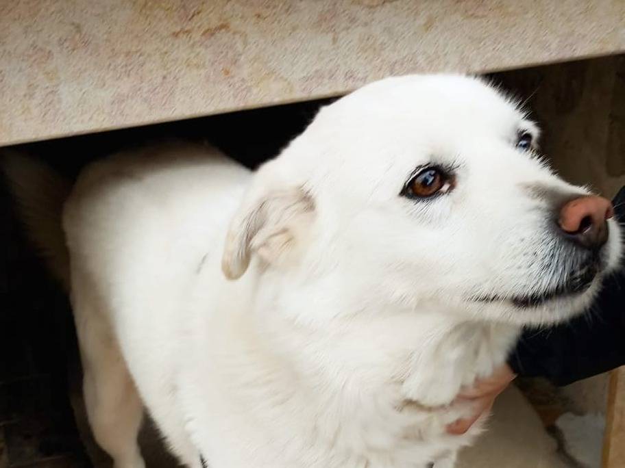 Adotta un cane, maschio, 8 anni  e 11 mesi , Verona