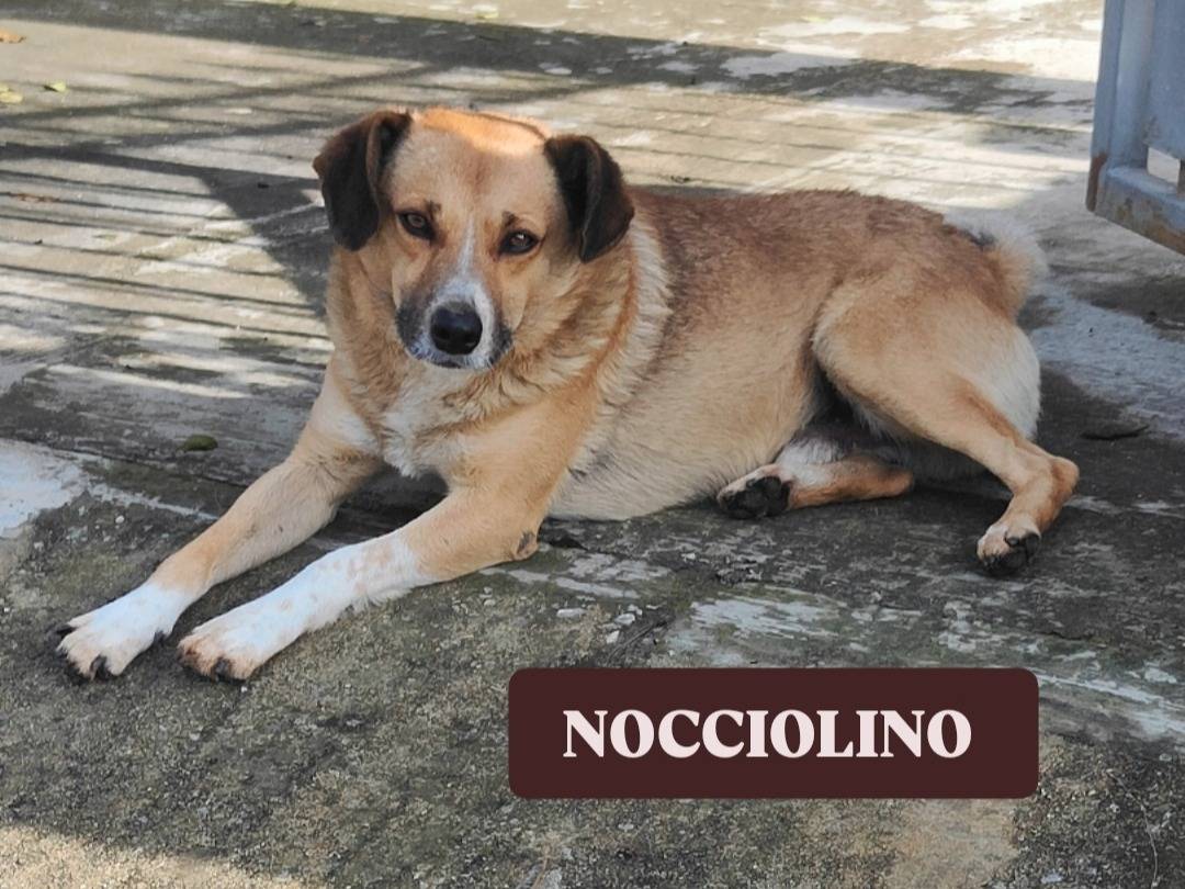 Adotta un cane, maschio, 3 anni  e 4 mesi , Vibo