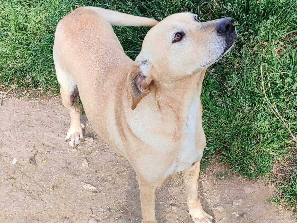 Adotta un cane, femmina, 10 anni , Vibo