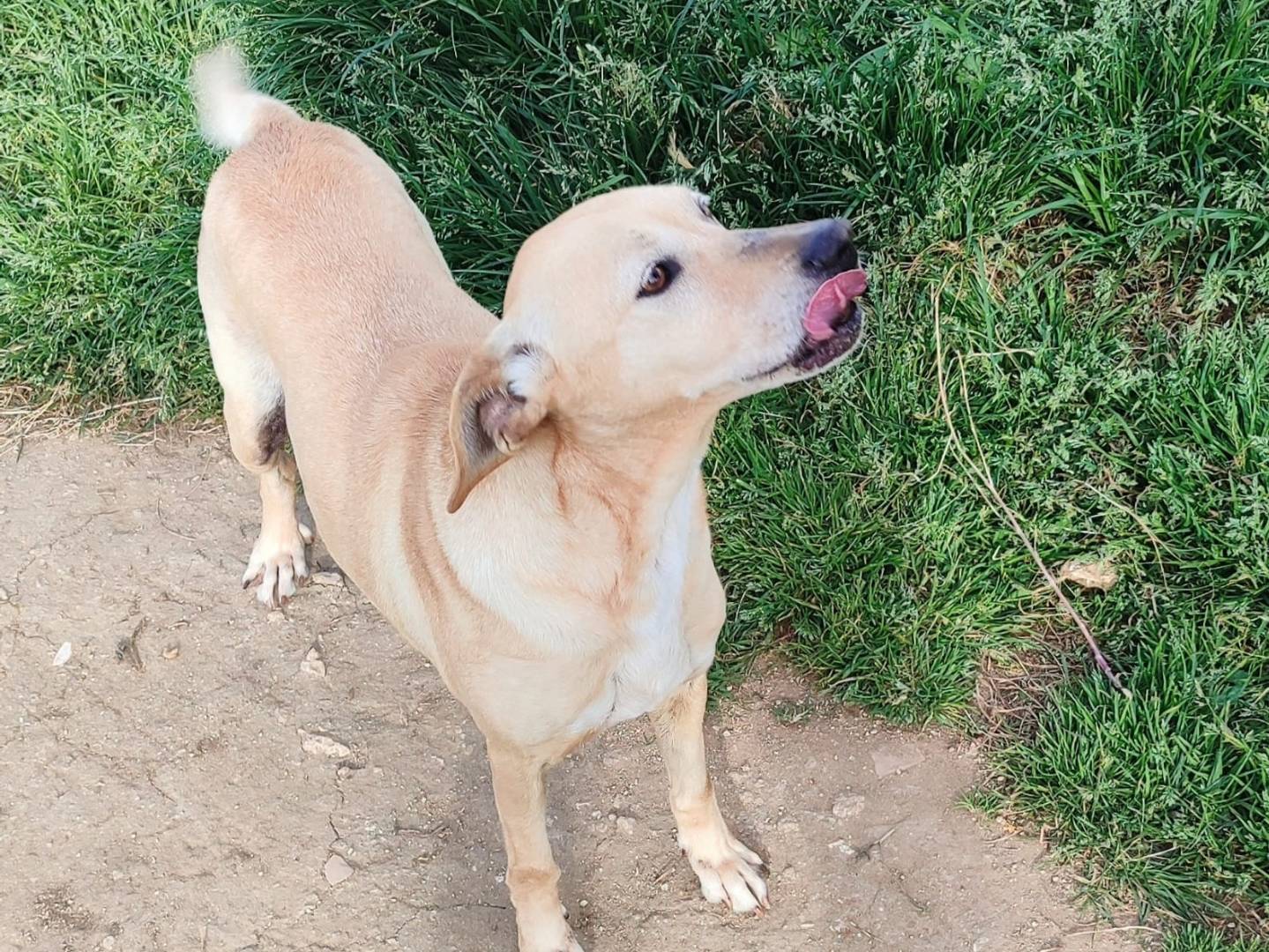 Adotta un cane, taglia media, femmina, Vibo