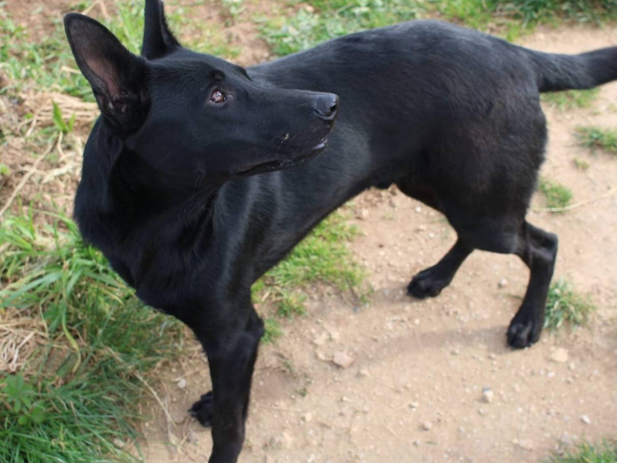Adotta un cane, maschio, 1 anno, Vibo