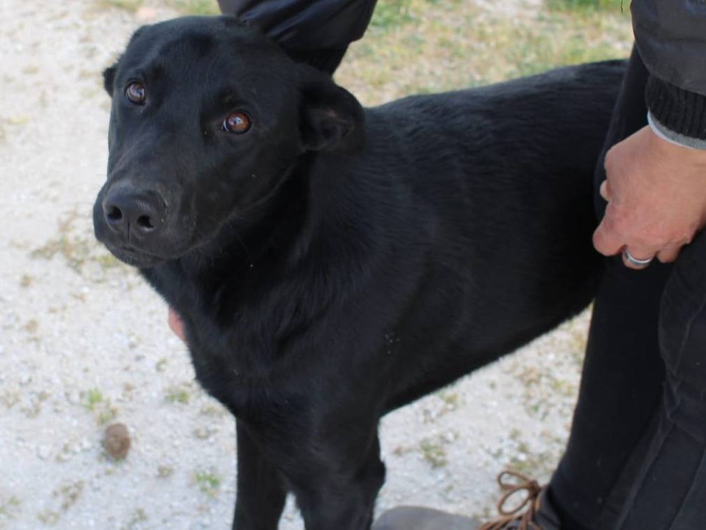 Adotta un cane, taglia media, maschio, Vibo