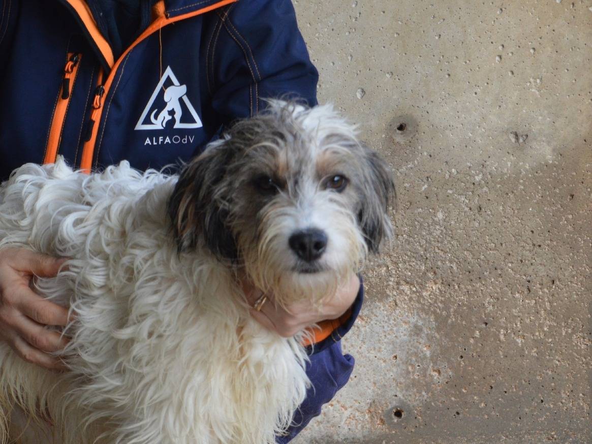 Adozione cane, maschio, Razza sconosciuta Razza sconosciuta, 10 mesi, taglia media contenuta, Roma
