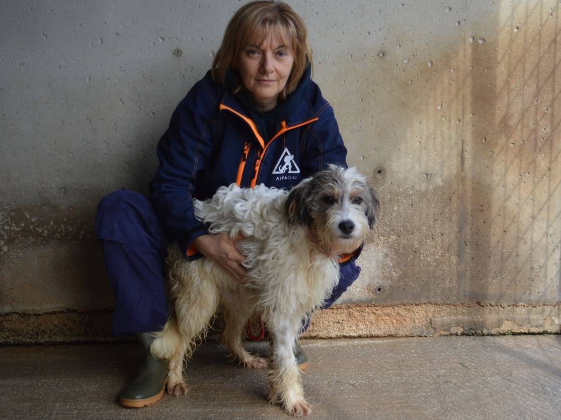 Adotta un cane, maschio, 10 mesi, Roma