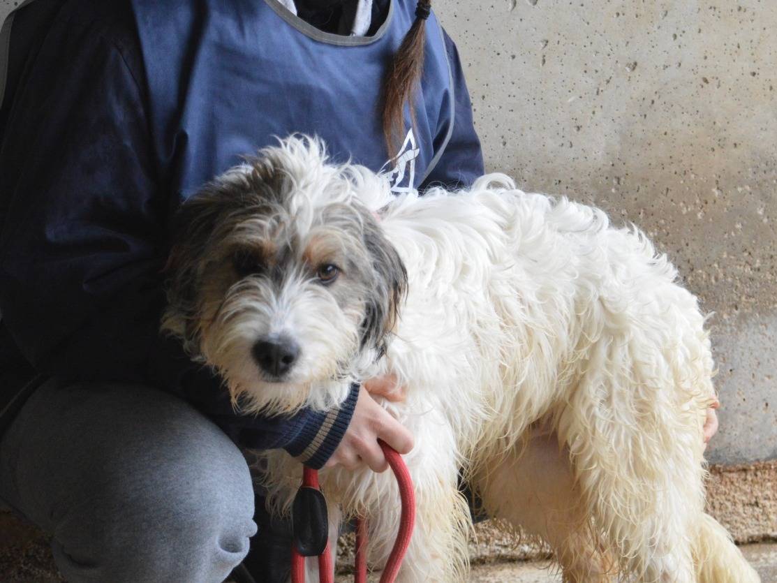 Adotta un cane, taglia media contenuta, maschio, Roma