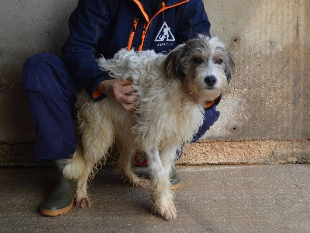 Vuoi adottare un cane a Roma?