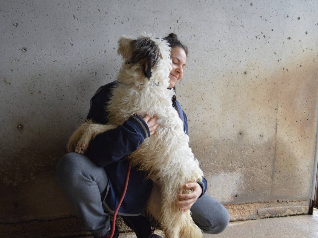 Adotta il cane Teagan a Roma