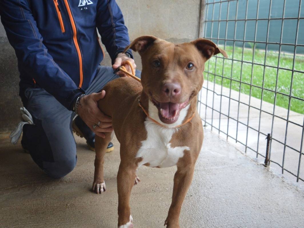 Adotta un cane, femmina, 11 anni  e 1 mese, Roma