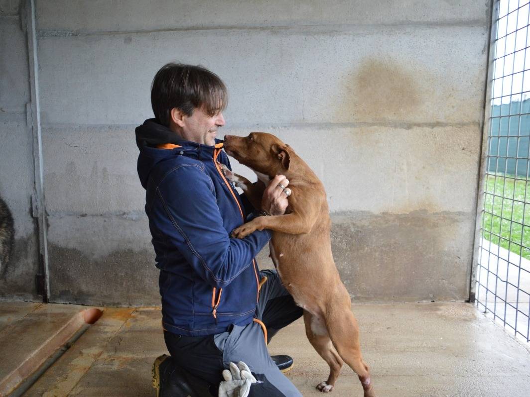 Adotta un cane, taglia media contenuta, femmina, Roma