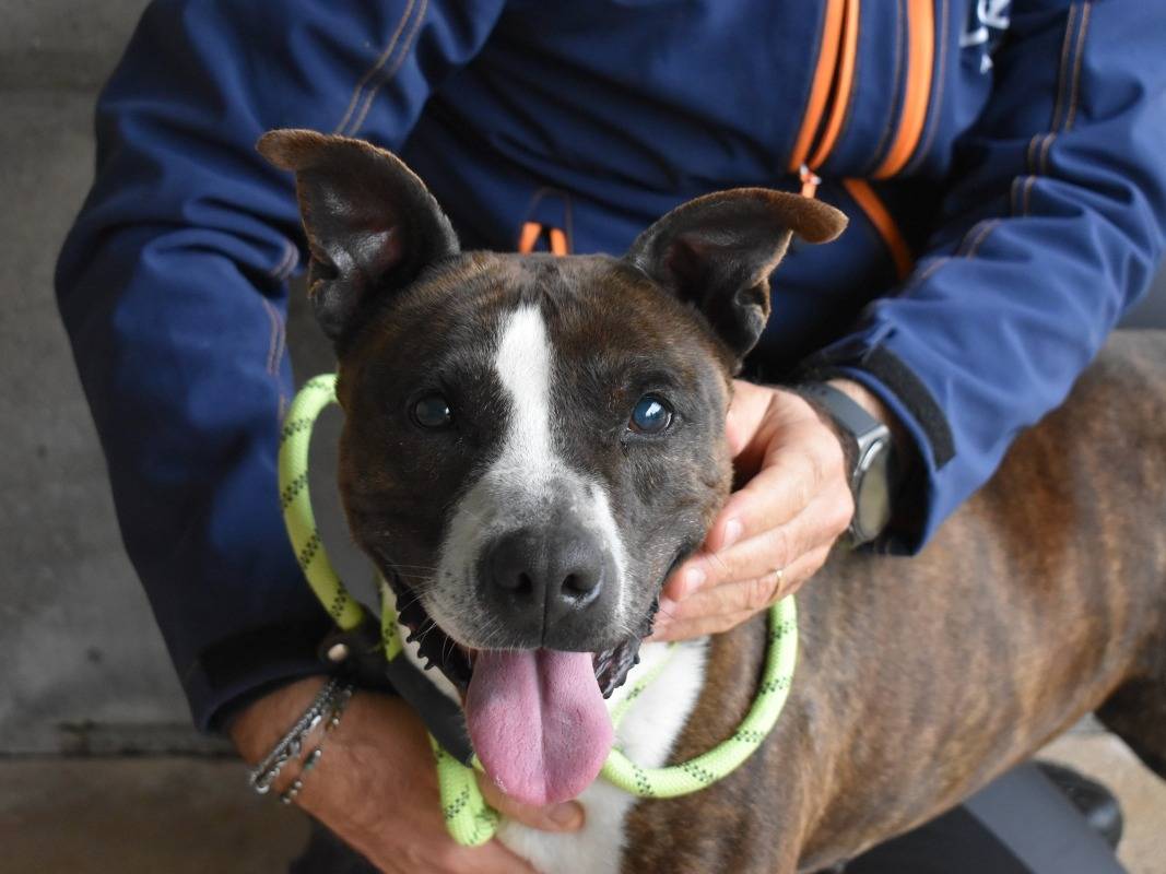 Adozione cane, femmina, Pitbull Razza sconosciuta, 9 anni e 9 mesi, taglia media contenuta, Roma