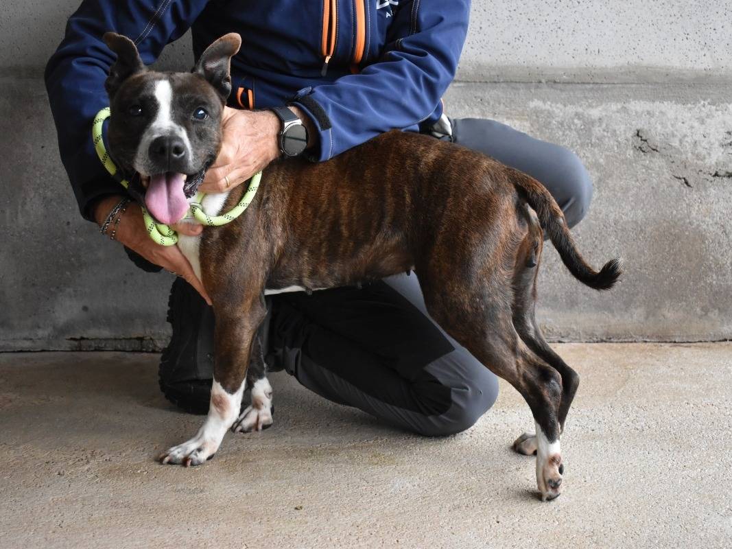 Adotta un cane, femmina, 9 anni e 9 mesi, Roma