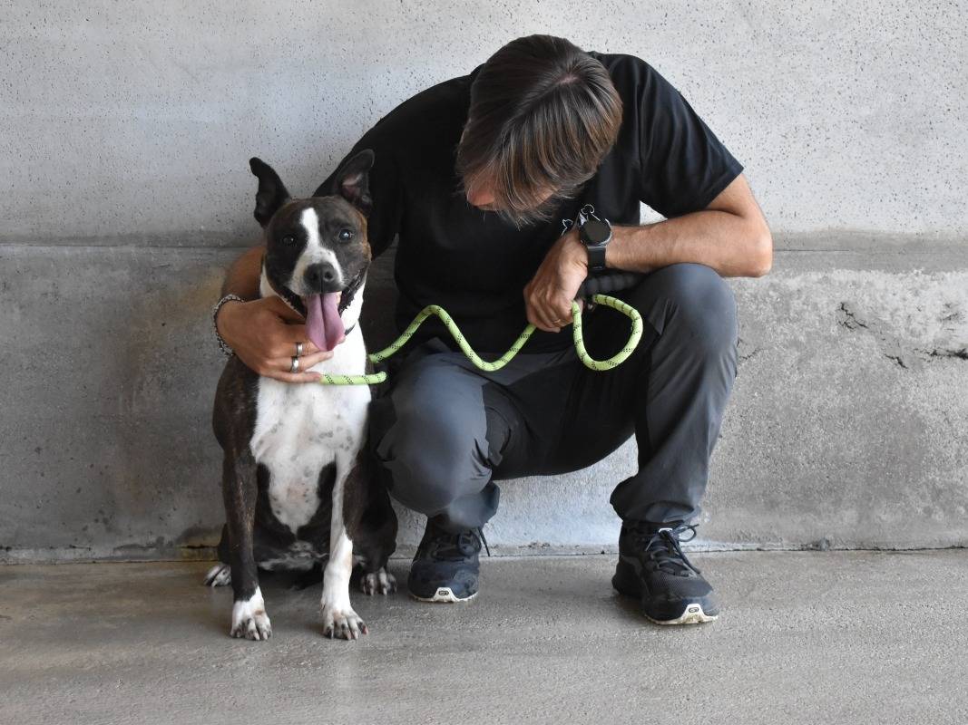 Adotta un cane, taglia media contenuta, femmina, Roma