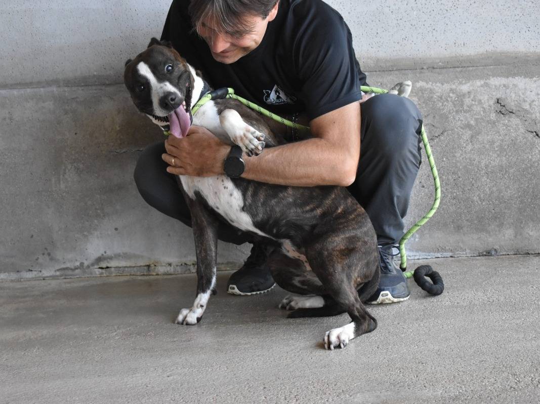 Vuoi adottare un cane a Roma?