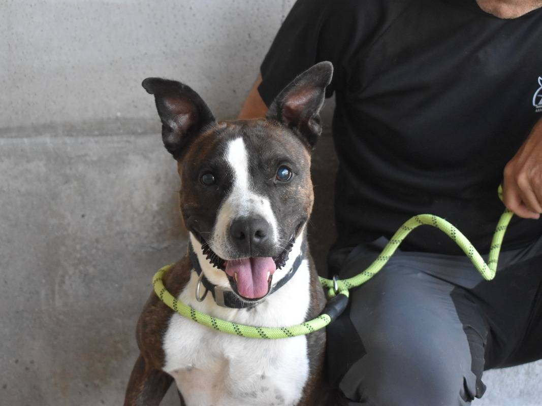 Adotta il cane Sabiny a Roma