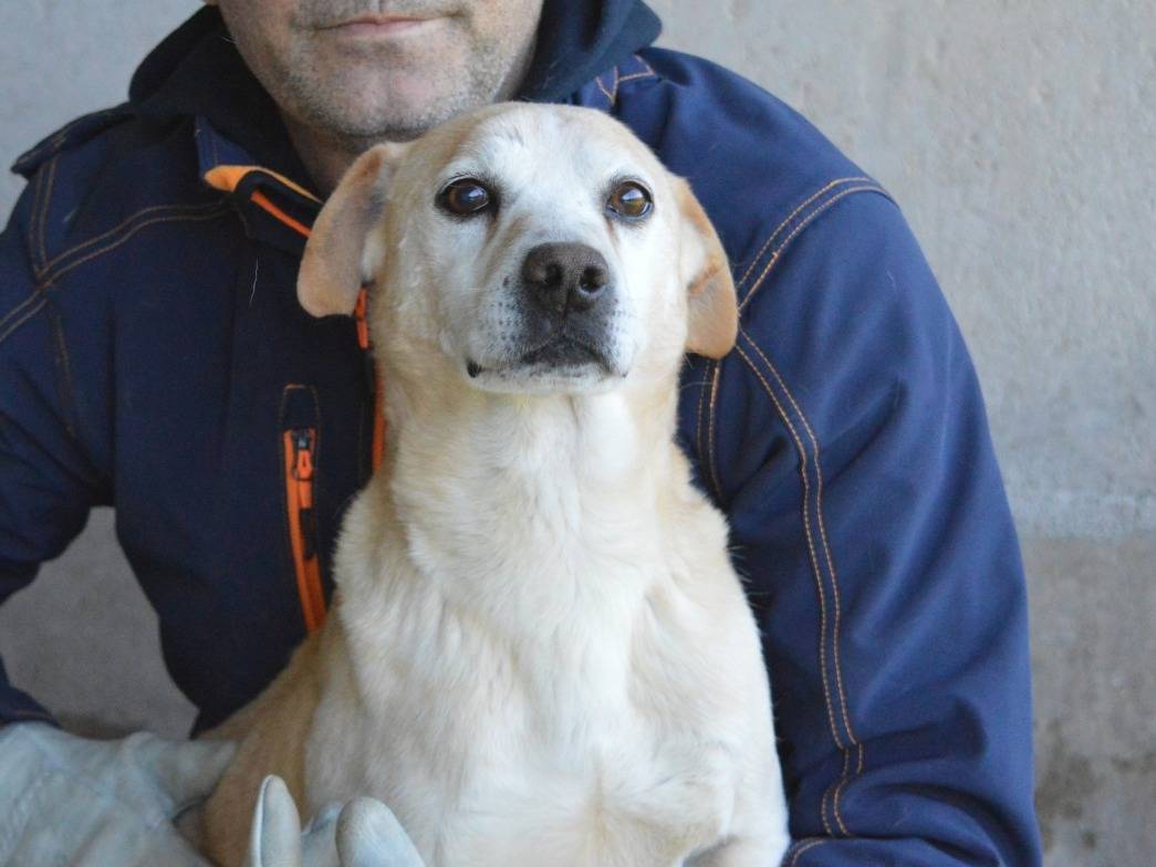 Foto dell'animale