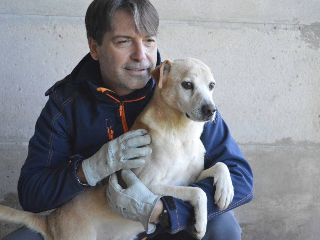 Adotta un cane, maschio, 6 anni  e 10 mesi , Roma
