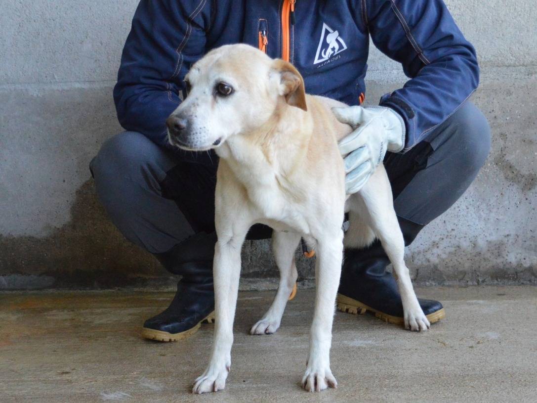 Adotta un cane, taglia media, maschio, Roma