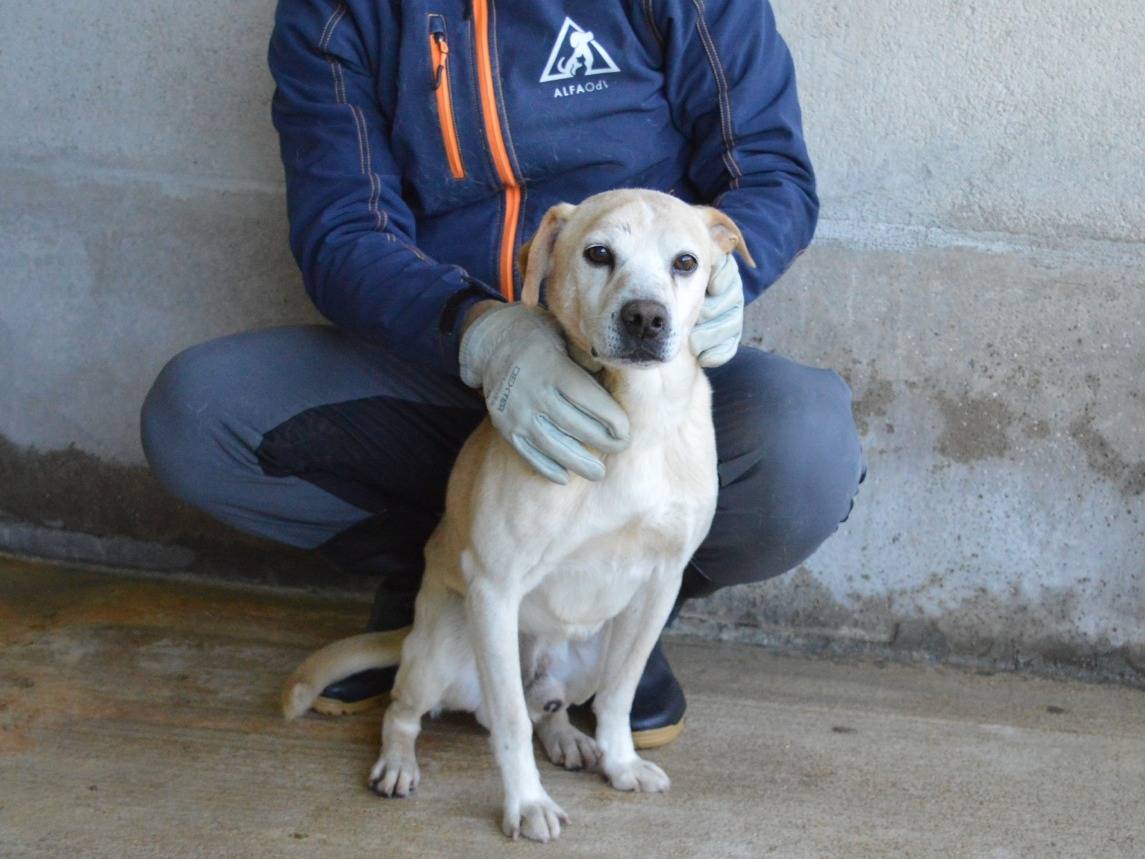 Vuoi adottare un cane a Roma?