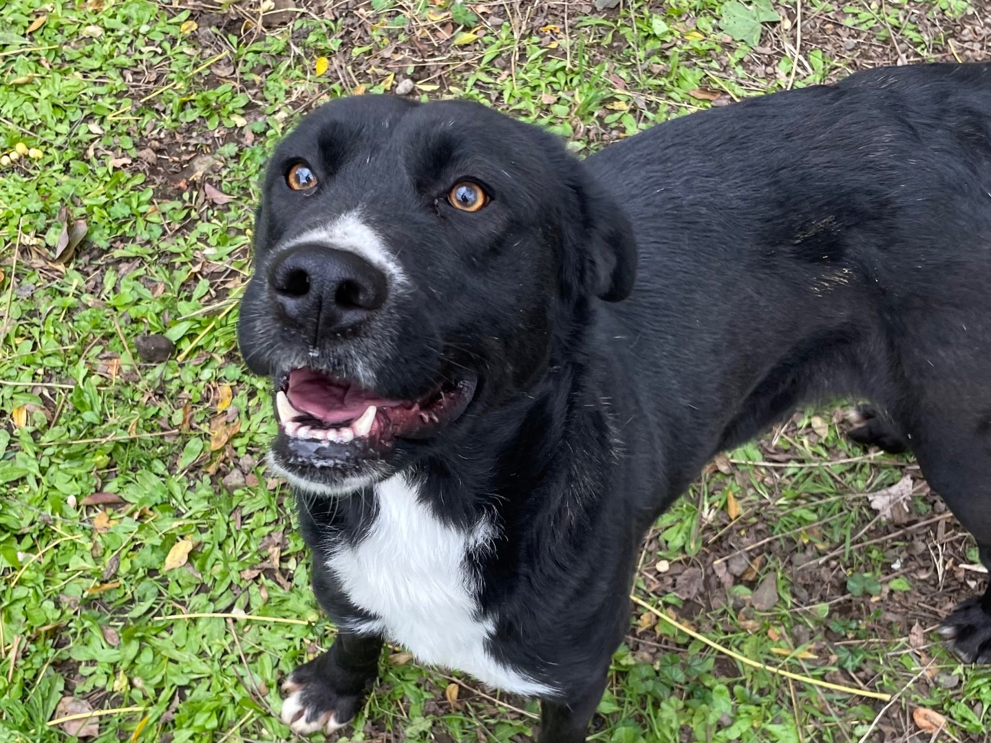 Adotta un cane, taglia media contenuta, femmina, Latina
