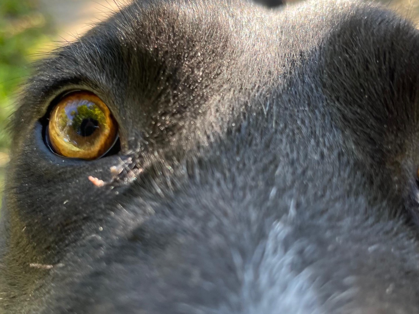 Adotta il cane Morositas  a Latina
