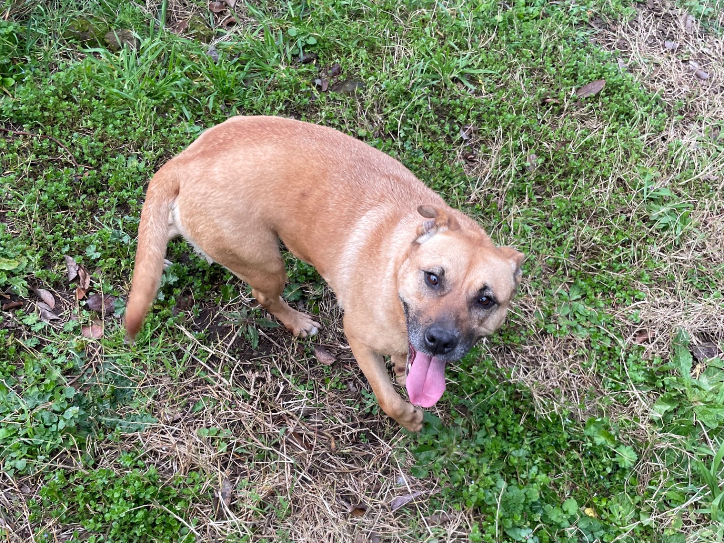 Adozione cane, femmina, Razza sconosciuta Razza sconosciuta, 5 anni  e 3 mesi , taglia media contenuta, Latina