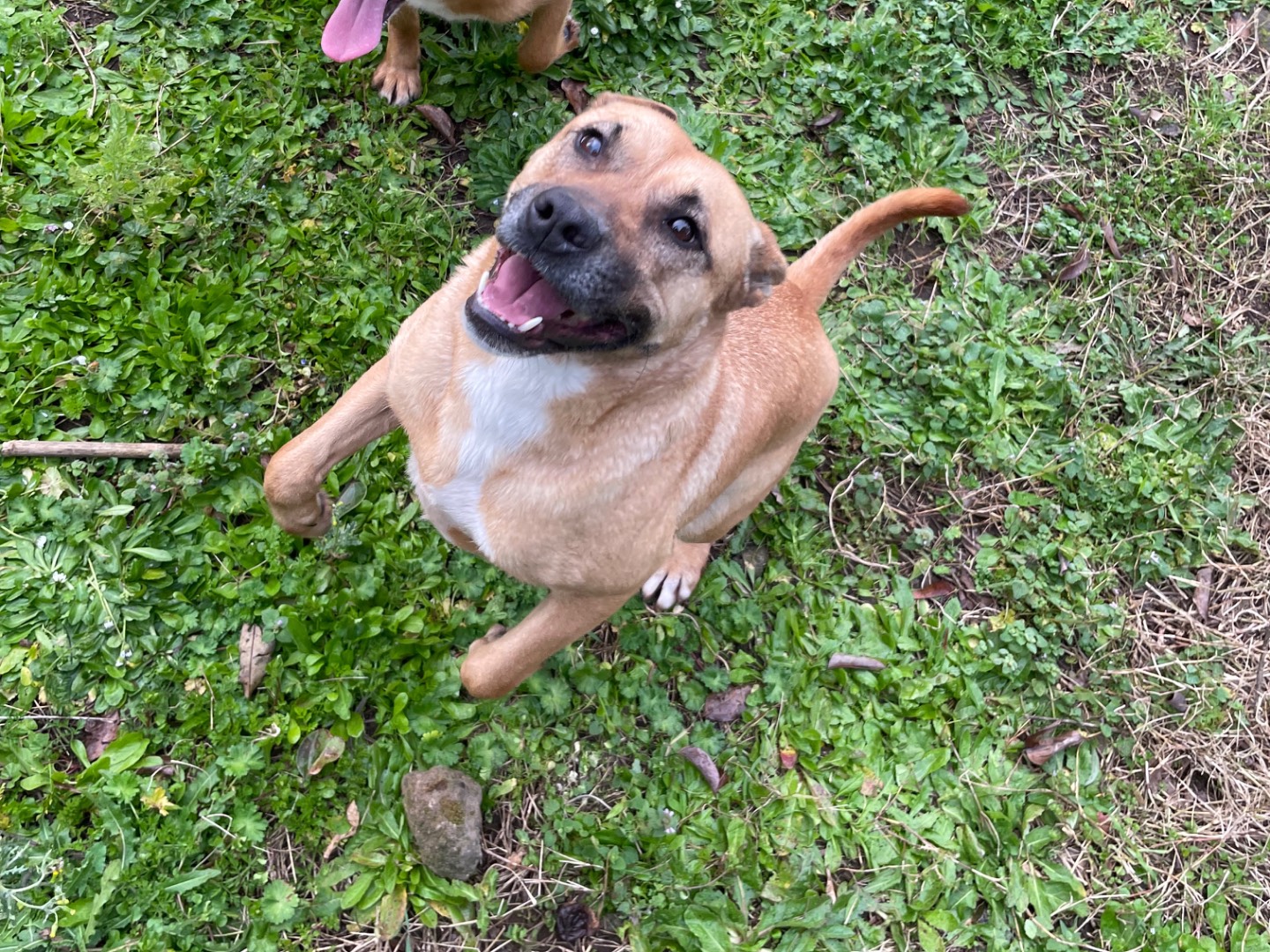 Adotta un cane, femmina, 5 anni  e 3 mesi , Latina
