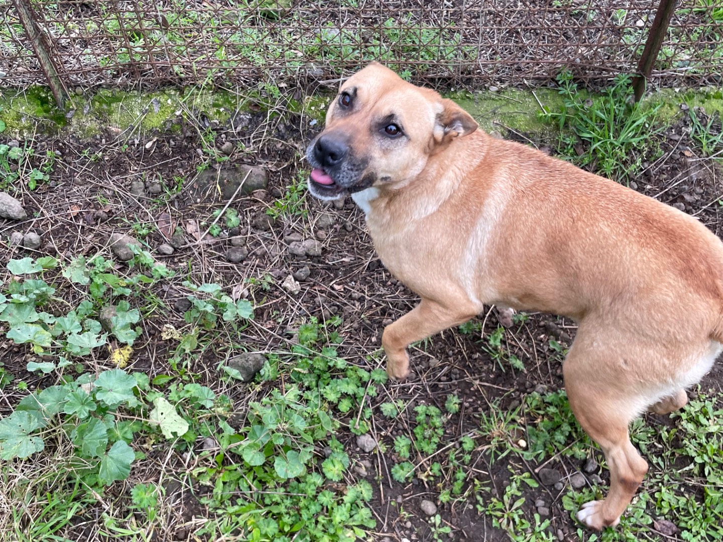 Adotta un cane, taglia media contenuta, femmina, Latina
